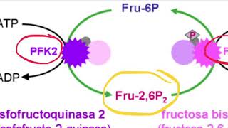 ¿Cómo la fructosa 26 bisfosfato se ve afectada por insulina y glucagón [upl. by Doak]
