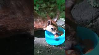 Red squirrel with long ears drinks squirrel ukraine wildlife squirrely nature squirrellove [upl. by Briggs]