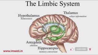 The Limbic System Thelimbicsystem limbicsystem Anatomy Brain Emotions imwell [upl. by Bronny]