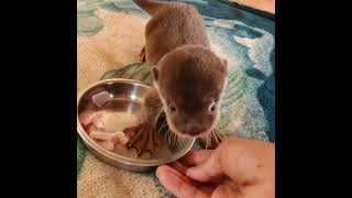 Good Paws Otter so Small [upl. by Dorinda]