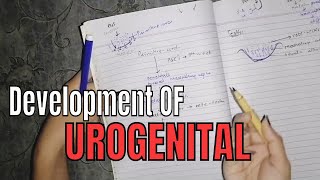 Development of urogenital testisformation genitalsystem embryology [upl. by Barabas]