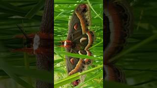 Cecropia moth nature butterfly [upl. by Yzdnil625]