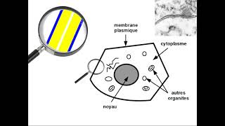 ESSVT 1ère  la membrane plasmique 12 [upl. by Pavel]