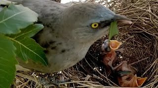 Tree Leaf Eater Bird😱birds nest video viral nature youtubeytstudio youtuber love cutebaby [upl. by Asiruam56]