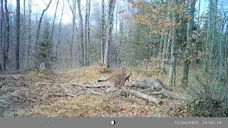 Cougar takes down deer in Michigans Upper Peninsula [upl. by Skoorb]