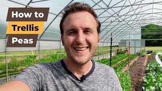 How to Trellis Peas Fast amp Easy With String [upl. by Hussein]