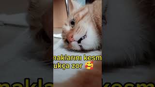 Kedi kaçıran Ses keşfet cat [upl. by Lonyer]