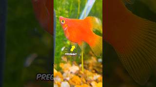 My Fish about to give Birth 😲 aquarium petsvlog pets animals fish mollyfish ytshort shorts [upl. by Francklin668]