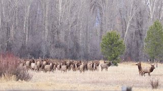 Wyoming General Elk Hunt [upl. by Enaht]