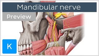 What is the Mandibular Nerve preview  Human Anatomy  Kenhub [upl. by Maryann965]