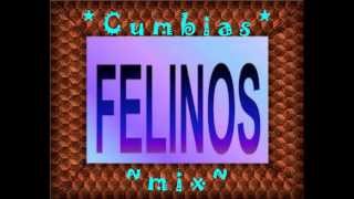 CUMBIAS mix  ★ Los Felinos ★ [upl. by Nylesor69]