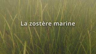 La Zostère marine [upl. by Ynnaffit]