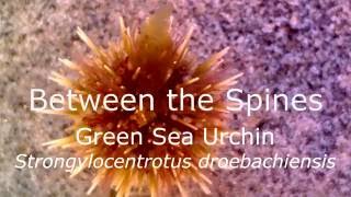 Green Sea Urchin Strongylocentrotus droebachiensis [upl. by Nerty630]