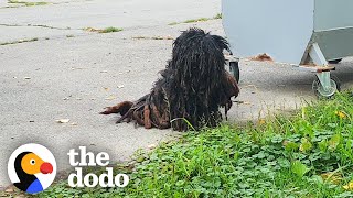 The Most Dramatic Rescue Dog Transformations  The Dodo [upl. by Brandea316]