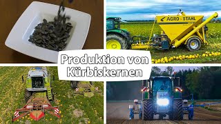 Produktion von Kürbiskernen  AgroStahl  Kürbisernte mit Claas Mähdreschern [upl. by Rehpotsrihc]