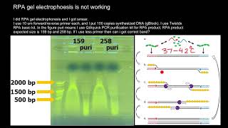 Recombinase Polymerase Amplification RPA Troubleshooting [upl. by Ahrat710]