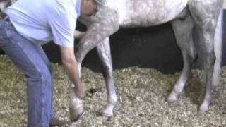 Horse Massage Releasing Tension in the Horses Shoulder using the Masterson Method® [upl. by Isborne161]