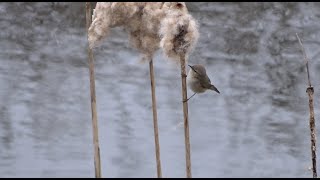 Siberian chiffchaff calling  Siberische tjiftjaf roepend [upl. by Emerson646]