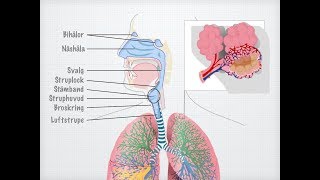Människans andningsorgan gammal [upl. by Notniuq]