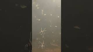 Baby jellyfish swarm just hatched [upl. by Krever]