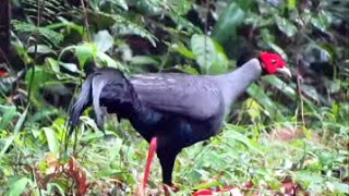 Siamese Fireback Lophura diardi [upl. by Esinek]