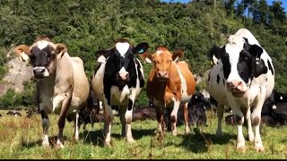 Cow Videos  Kids Cow Video With Mooing Sound  Kids Cow Videos for Kids cow cowsound asmrsounds [upl. by Sundin150]