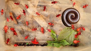 New Discovery The Cute Red Stink Bug Beetles On The Mountain In The Jungle  Red Bugs [upl. by Haida786]