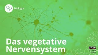 Das vegetative Nervensystem – einfach erklärt – Biologie  Duden Learnattack [upl. by Janyte]