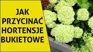 Jak przycinać hortensje bukietowe i co zrobić aby miały duże kwiaty [upl. by Ky859]