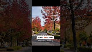 Autumn 🍁 in Japan❤️its Amazing🥰 autumn japan travel shorts fyp trending japantravel ytshort [upl. by Reinaldo]