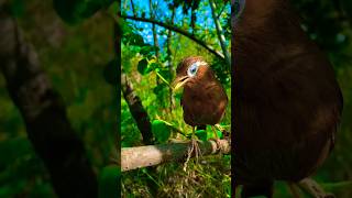 Chinese Hwamei  Garrulax canorus 🐦 shorts birds wildbirdlife babybirds nationalbird wildlife [upl. by Ahsekram]