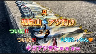 和歌山🐟尺ギガアジ釣り🎣ついに‼︎ついに‼︎ギガアジきたぁぁぁw大爆釣の神回✨今年最後12月下旬のアジ釣り納め🎣 [upl. by Fisch]