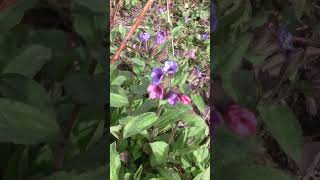 Lungwort Pulmonaria1 [upl. by Filmer]