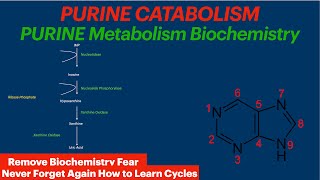 Purine Catabolism  Biochemistry Video  Uric Acid [upl. by Michon714]