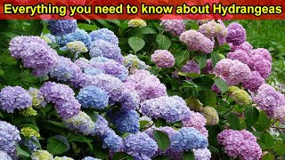 Hydrangea Care Guide  How to Plant Grow amp Care for Hydrangeas in the Garden  Hydrangea Tips [upl. by Bink]