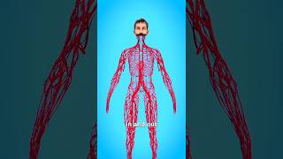 How Long Are Your Blood Vessels 🤔 shorts viral animation [upl. by Nosak]