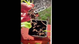 Propagating Stem Cuttings with Vitality liquid worm castings vs Synthetic Rooting Hormone [upl. by Luapsemaj]