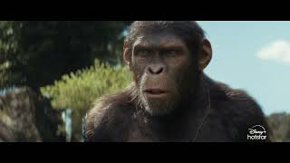 Kingdom of the Planet of the Apes  Hindi  Now Streaming  DisneyPlus Hotstar [upl. by Lund623]