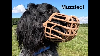 Muzzled [upl. by Anselm]