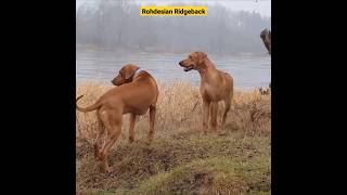 Rhodesian Ridgeback  The Hunting Dog youtubeshorts youtube [upl. by Keane]