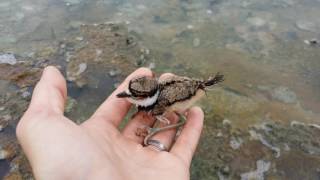 Petting a Killdeer Chick  Witness the Broken Wing Act Hot Springs State Park Thermopolis WY [upl. by Hammock427]