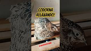 Codorna Gigante lindacodorna [upl. by Etnahs]