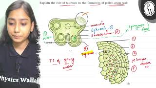 Explain the role of tapetum in the formation of pollengrain wall IV [upl. by Pol]