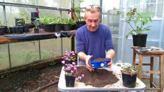 How to grow cyclamen from seed part 2 [upl. by Cohl303]