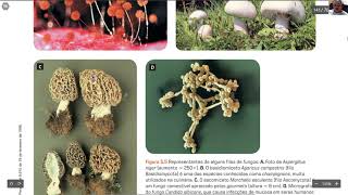 Aula  8 Fungos Filo Chytridiomycota Zygomycota Ascomycota Basidiomycota Fungos Decompositores [upl. by Ynohtona]