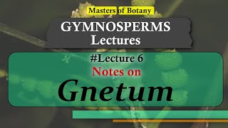 Lecture 7  Gnetum General features amp Life Cycle  Gymnosperm Lecture Notes [upl. by Sisile49]