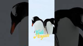 Penguins Are Hiding Something in Their Paradise penguin antarctica nature [upl. by Buddy]