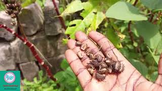 How to use castor seed to improve your life Spiritual purification and spiritual cleansing [upl. by Aniara]