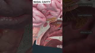 Nasal Cavity anatomy animation study humanbody shortsfeed short [upl. by Atniuqal]