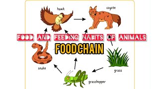 food chainwhat is food chain food and feeding habits of animals class 3 [upl. by Marpet]